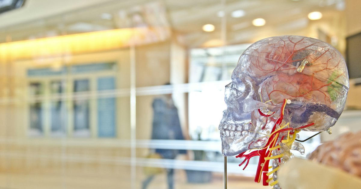N-Acetylcysteine: Effect on the Liver and Kidneys
